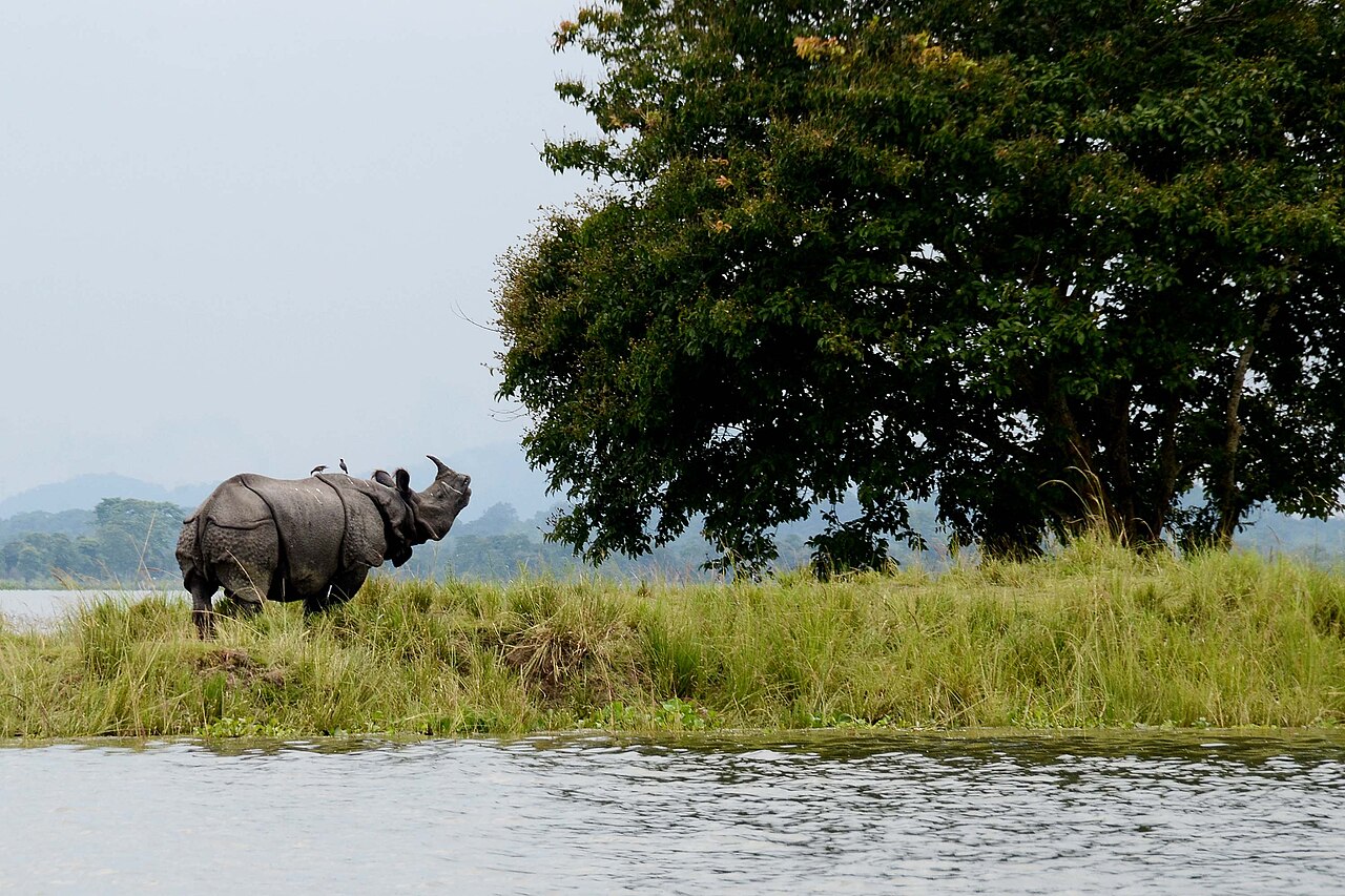 Kaziranga National Park: Home of the One-Horned Rhinoceros
