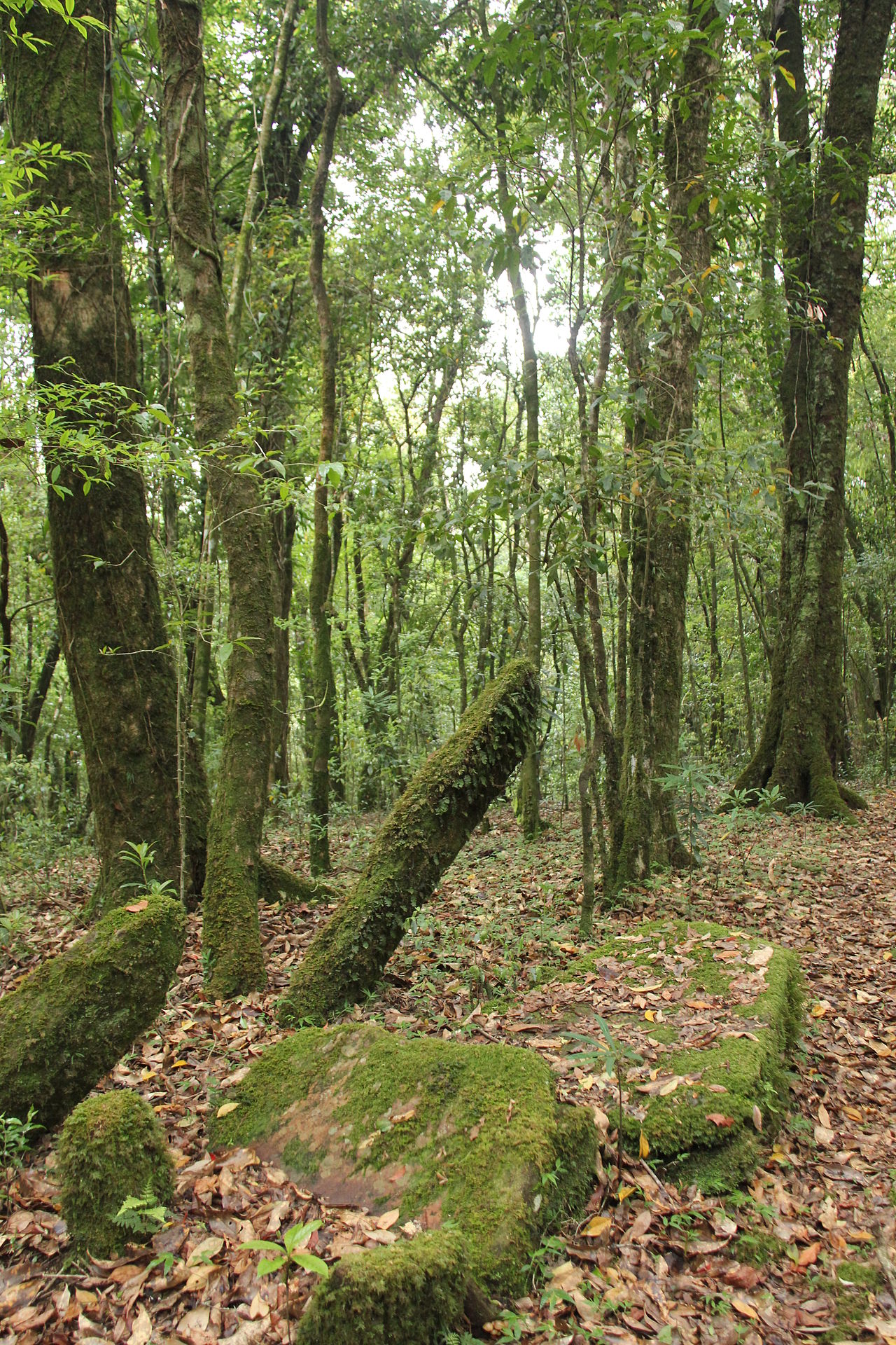Mawphlang Sacred Forest: Meghalaya's Ancient Forbidden Grove
