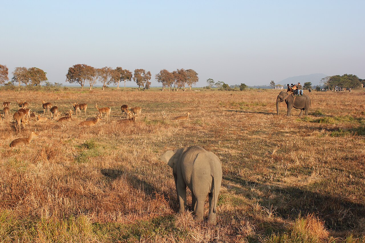 Kaziranga Elephant