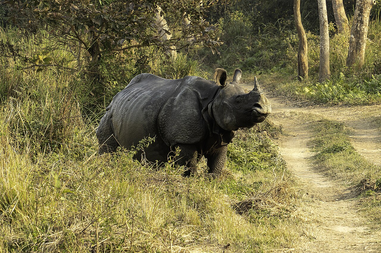 Kaziranga Wildlife Safari (2 Days)