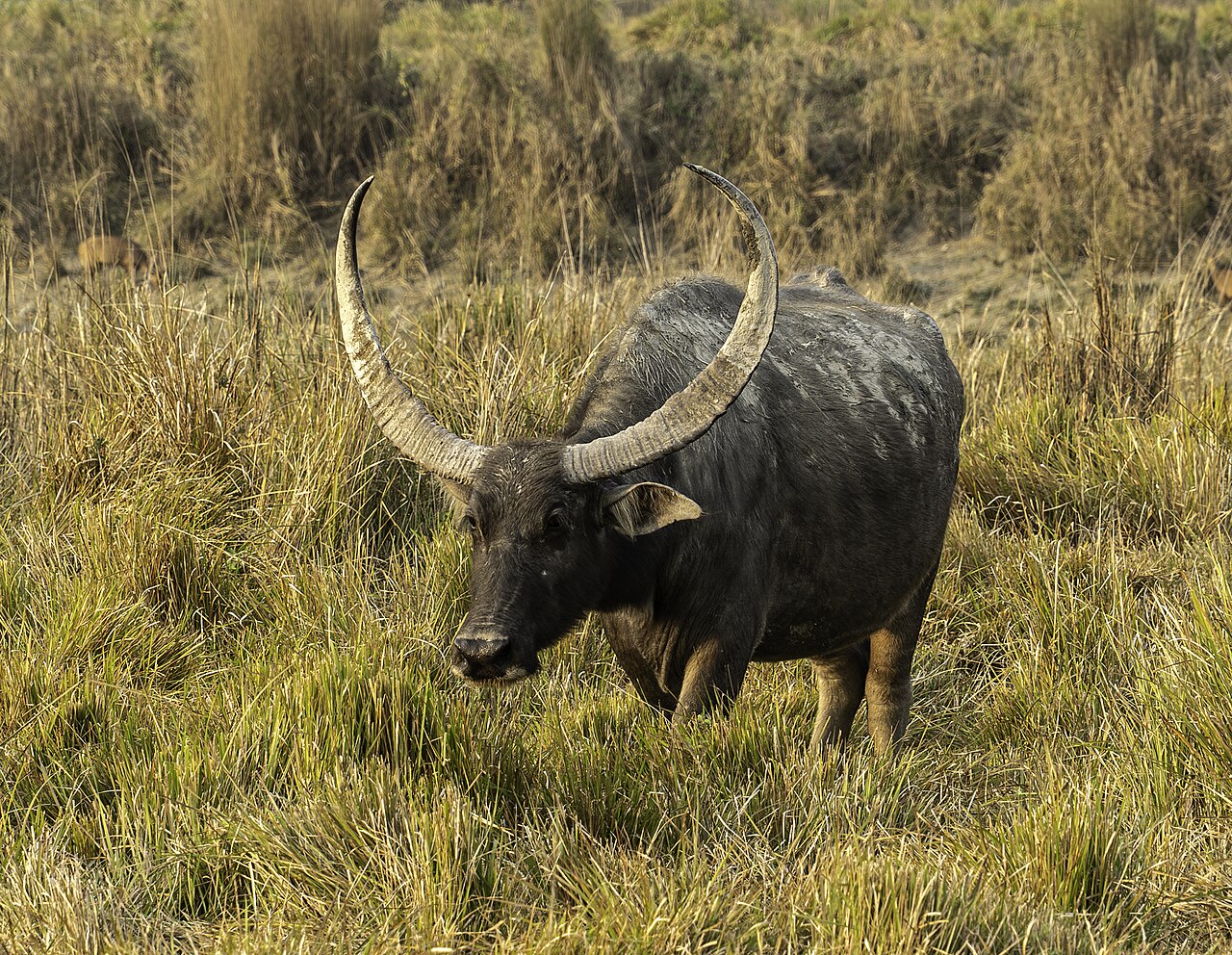 Kaziranga Wetland