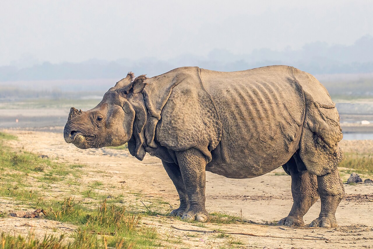 Chitwan Rhino